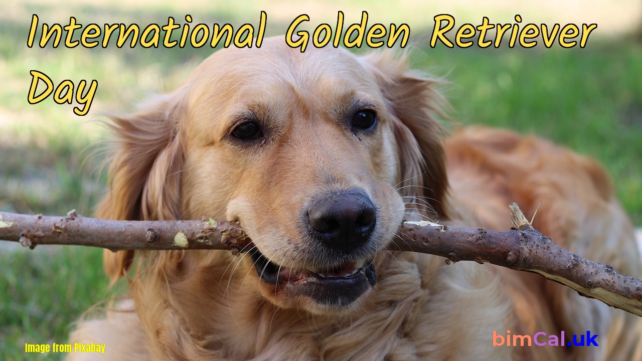 International Golden Retriever Day 2024