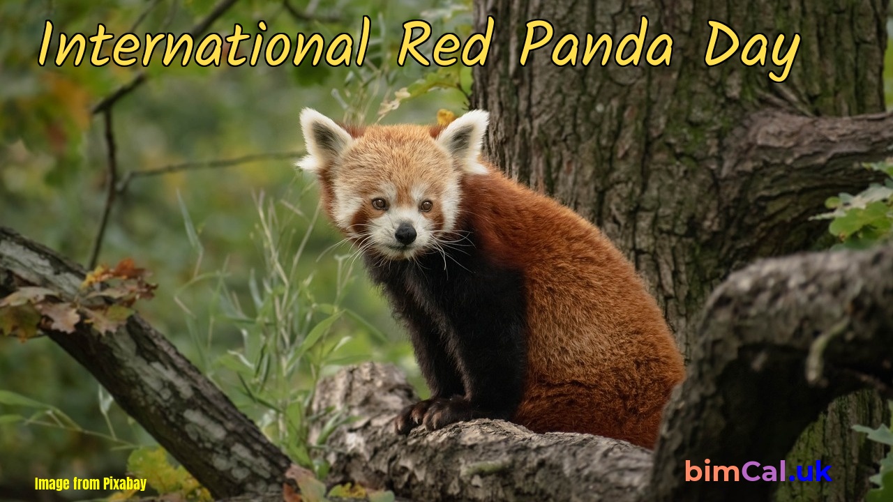 International Red Panda Day 2024