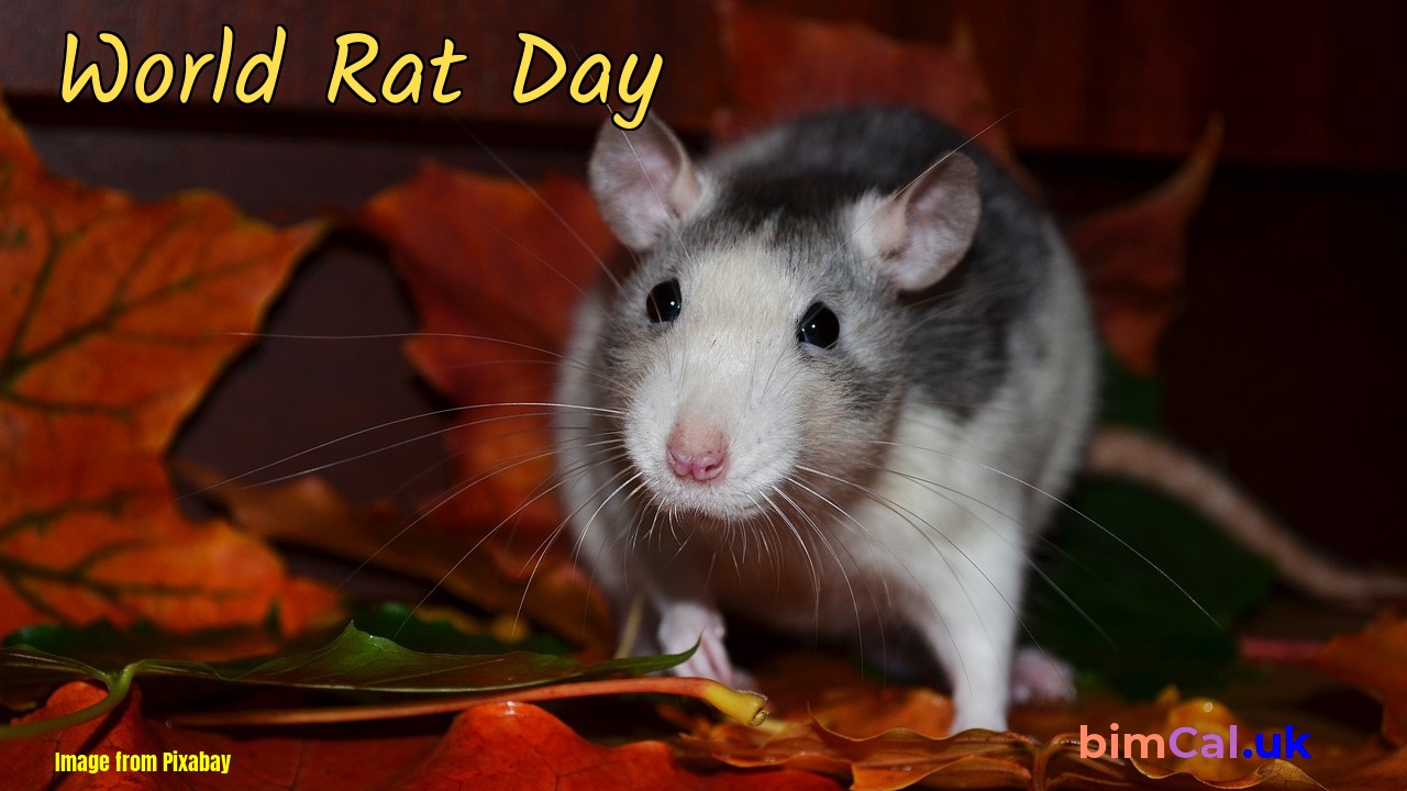 World Rat Day 2024